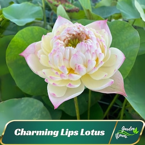 5 Charming Lips Lotus Seeds - Indian Lotus (Nelumbo Nucifera) - Perennial - Edible - Cold Resistant - Planting In Late Spring-Summer #Q051