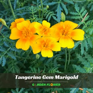 May include: Close-up of vibrant orange Tangerine Gem Marigold flowers with a dark green background of leaves. The flowers have multiple petals and a textured center. The text "Tangerine Gem Marigold" and "Garden Flower" are at the bottom.