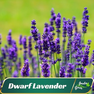 May include: A close-up view of a field of purple dwarf lavender flowers. The flowers are in bloom and the stems are green. The text "Dwarf Lavender" is in the foreground of the image. The text "Garden Flower" is in the background of the image.