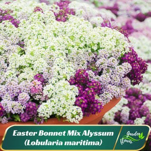 Easter Bonnet Mix Alyssum (Lobularia maritima) Seeds - Cold Resistant - Open-Pollinating - Drought Tolerant - Plant in Early Spring #304