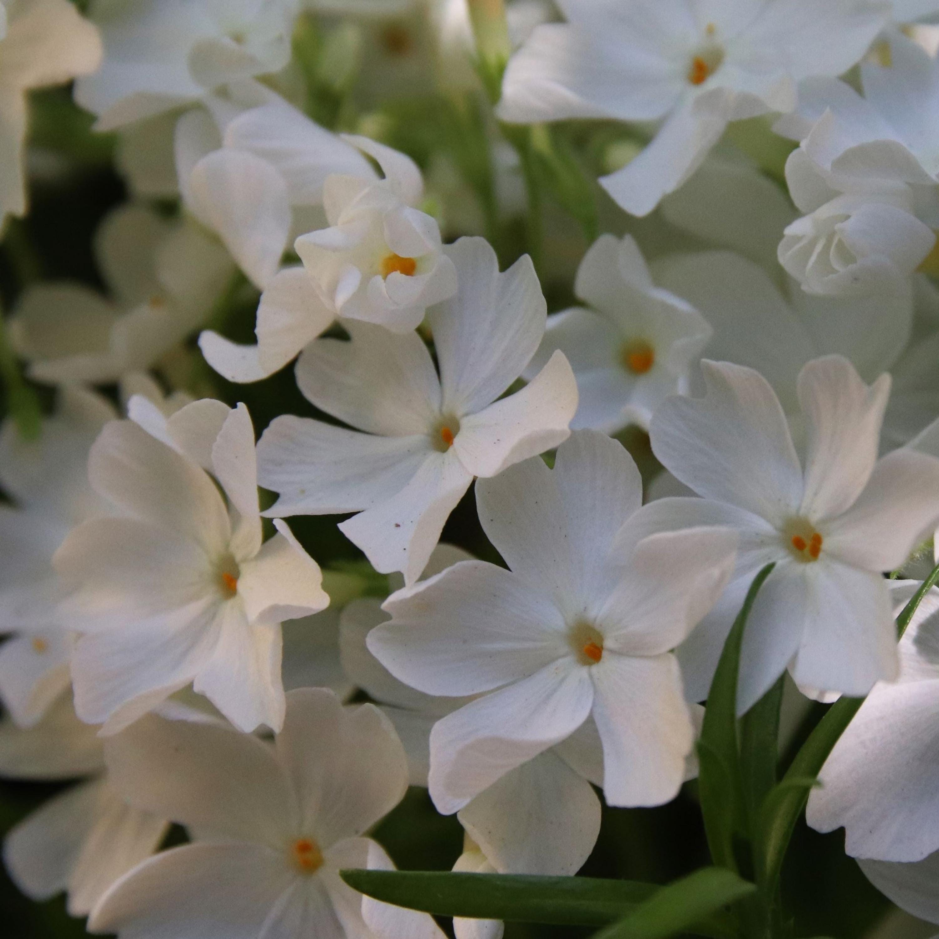 Snowflake Creeping Phlox Seeds – White Ground Cover Flower
