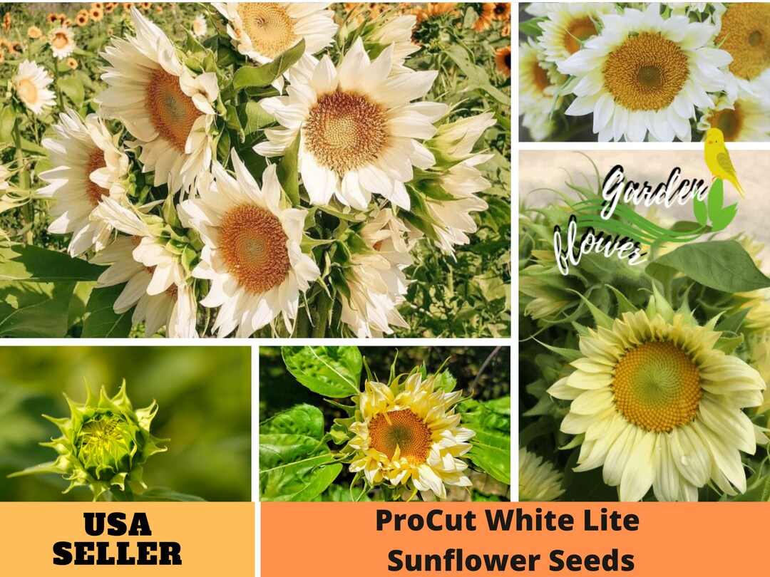 25 Seeds White Sunflower Seedsperennial authentic Seedsflowers