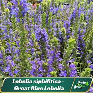 Lobelia siphilitica Seeds–Lobelia siphilitica - Great Blue Lobelia–Friendly - Open-Pollinating- Plant in early Spring – 30 SEEDS - new4 - 16