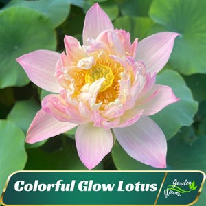 5+ Rare Seeds| Colorful Glow Lotus Seeds - Indian Lotus (Nelumbo Nucifera) - Perennial - Edible - Planting In Late Spring-Summer #Q062
