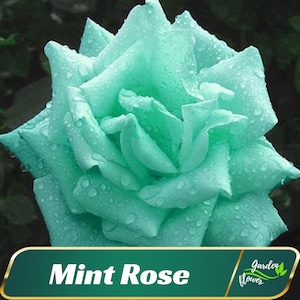 30+ Rare Seeds| Mint rose Seeds - Perennial - Authentic Seeds - Rose Flower - Late Winter To Early Spring Planting Time #A071
