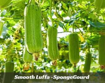 10s – Luffa Aegyptiaca Seeds – Smooth Luffa – Sponge Gourd – Egyptian Cucumber – Vietnamese Luffa –  Climbing Vegetable Vine #New 5-3