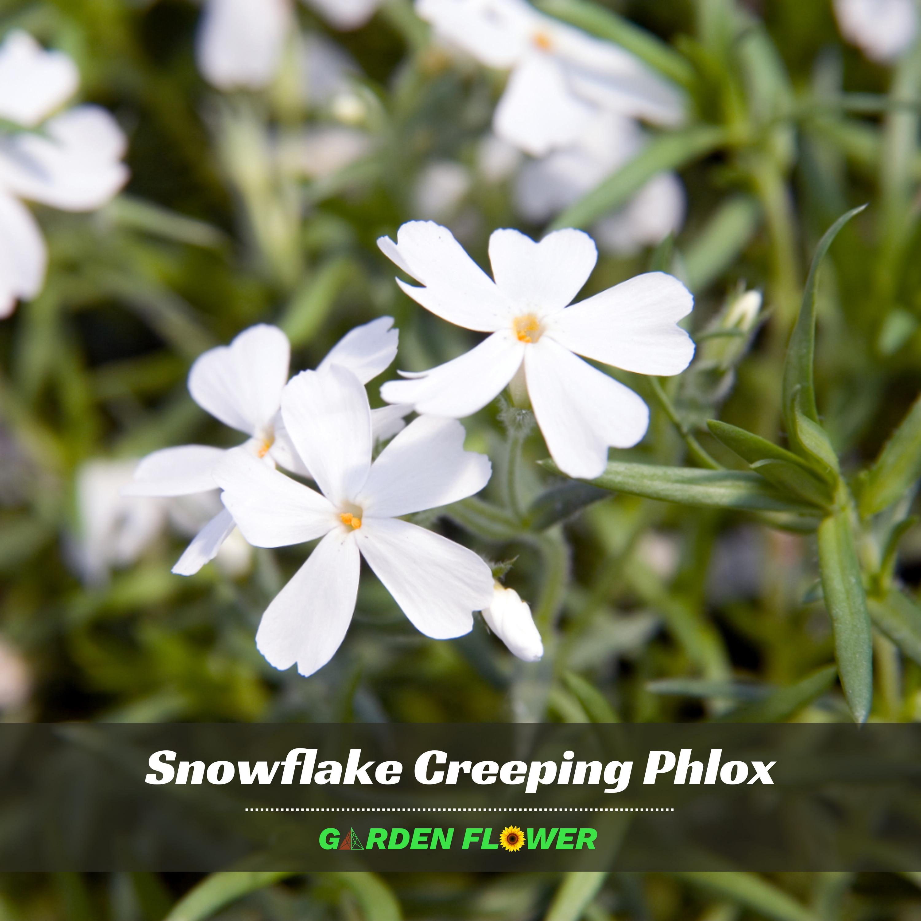 雪降花: drop White Color レコード Snowflake Creeping Phlox Seeds – White Ground Cover Flower
