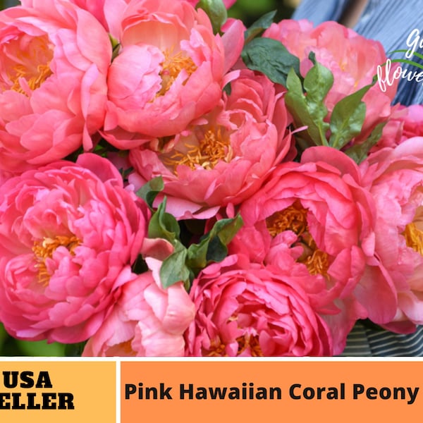 10+ Rare Seeds| Pink Hawaiian Coral Peony Seeds-Perennial -Authentic Seeds-Flowers -Organic. Non GMO-Mix Seeds for Plant-B3G1 #B001