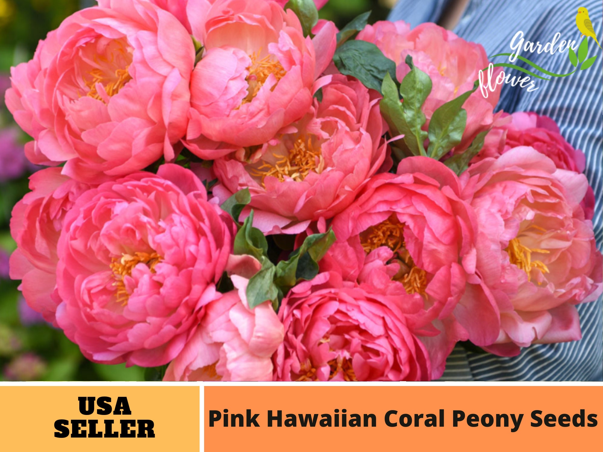 10 Rare Seeds Pink Hawaiian Coral Peony Seeds-perennial authentic  Seeds-flowers organic. Non Gmo-mix Seeds for Plant-b3g1 B001 