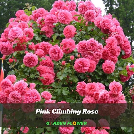 30 Rare Seeds| Pink Climbing Rose Seeds - Perennial - Authentic Seeds - Rose  Flower - Late Winter to Early Spring Planting Time #A108 - Etsy