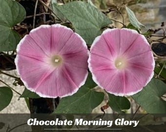 Chocolate Morning Glory Seeds – Fast Growing Climbing Vine (30 Seeds)