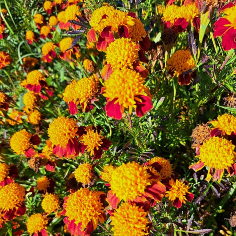 May include: A vibrant field of marigold flowers in full bloom. The flowers have bright yellow, pom-pom-like centers and deep red petals. Green foliage surrounds the colorful flowers, creating a natural and lively scene.