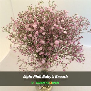 May include: A bouquet of light pink Baby's Breath flowers in a vase. The delicate blooms are a soft pink hue, with tiny flowers clustered together on thin stems. The text "Light Pink Baby's Breath" and "Garden Flower" is visible.