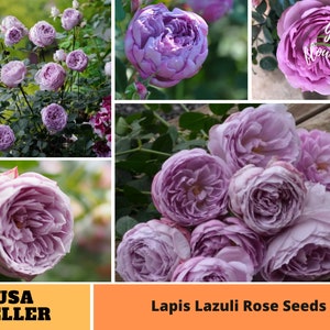 32+ Seeds| Lapis Lazuli Rose Seeds-Perennial -Authentic Seeds-Flowers -Organic. Non GMO-Mix Seeds for Plant-B3G1 #1179