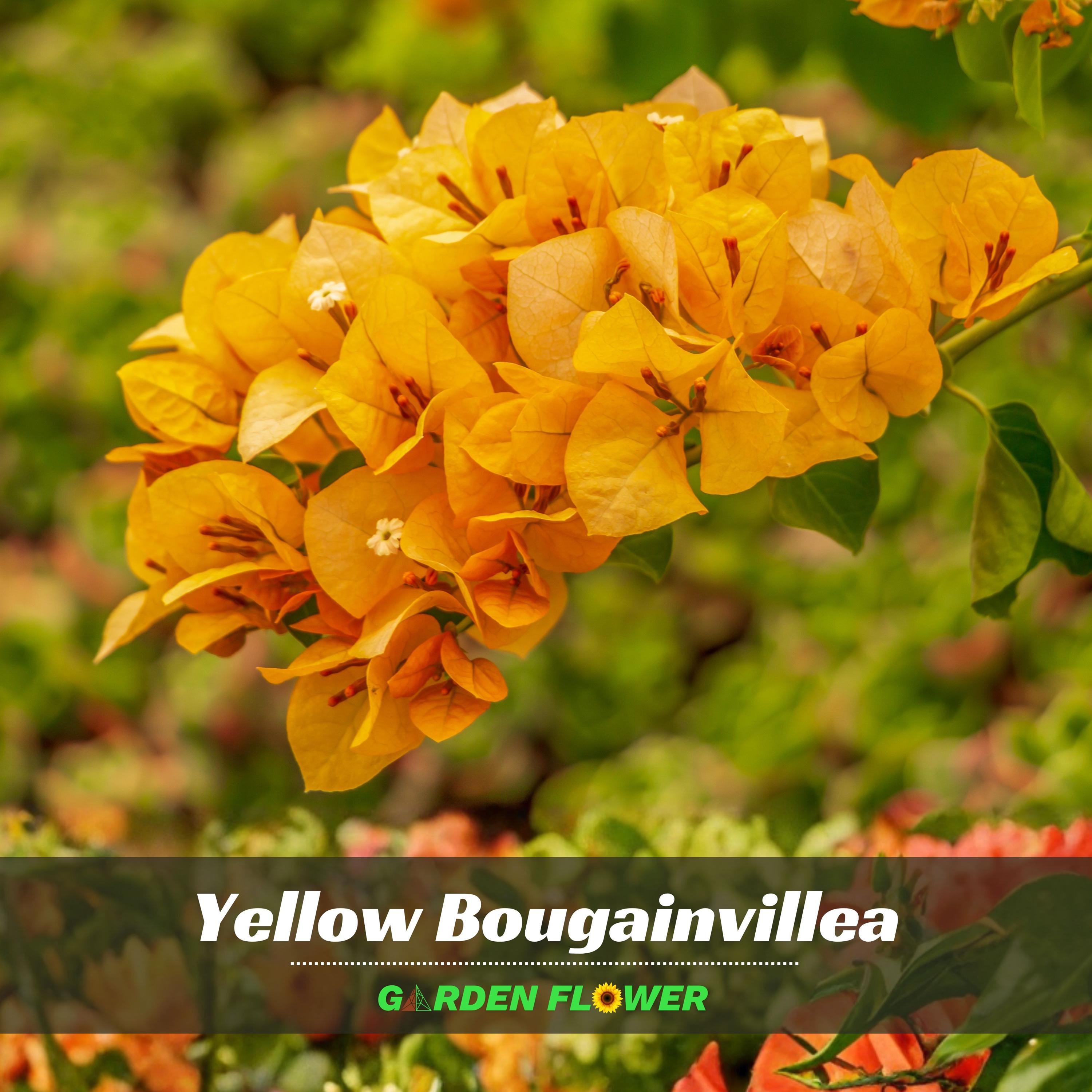 Yellow Bougainvillea - Etsy Yellow Bougainvillea - Etsy