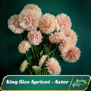 May include: A bouquet of apricot-colored aster flowers with a green background. The flowers are arranged in a cluster and have a soft, fluffy texture. The text "King Size Apricot - Aster" is visible at the bottom of the image.