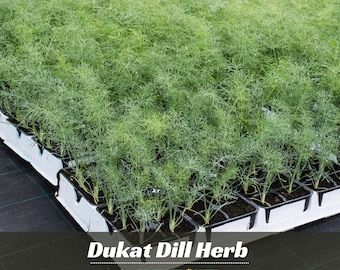 Dukat Dill Herb Seeds - Annual - Fast Growing - Clumping - Edible - Easy To Grow - Herb Seeds- Planting In Spring/Fall
