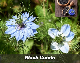 Cumin Black (Charnushska) Seeds - Authentic Seeds – Annual – Edible - Self-Pollinating - Easy To Grow - Planting In Spring/Fall   #6029