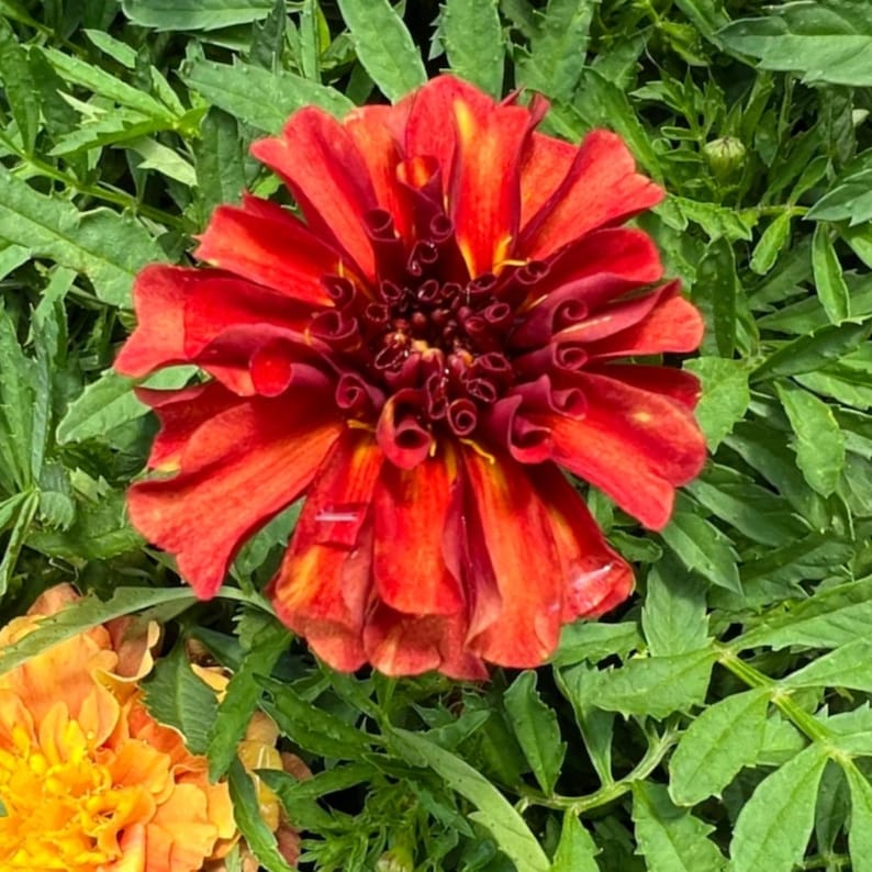 May include: A close-up of a vibrant red flower with layered petals and a dark center. The flower is surrounded by green foliage, creating a natural and colorful composition. The flower's petals have yellow accents.