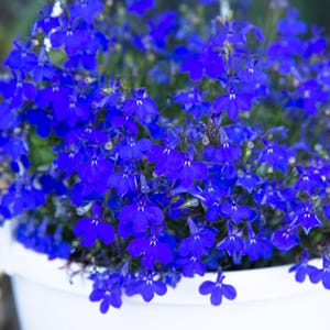 以下が含まれることがあります： 鮮やかな青い花が溢れる白い鉢のクローズアップ。花は小さく繊細な花びらと白い中心部を持っています。画像は明るく照らされており、花の豊かな色と質感を際立たせています。