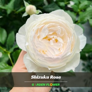 ろおず 30 Shizuku Rose Seeds- Perennial - Authentic Seeds - Late Winter