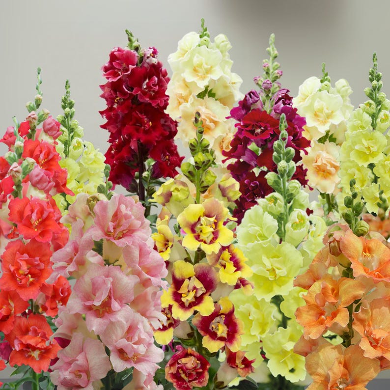 GardenFlowerSeed DoubleShot Snapdragon Mix - Thumbnail 2