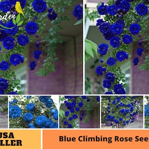 25+ Rare Seeds| Blue Climbing Rose Seeds-Perennial -Authentic Seeds-Flowers -Organic. Non GMO -Mix Seeds for Plant-B3G1 #A112