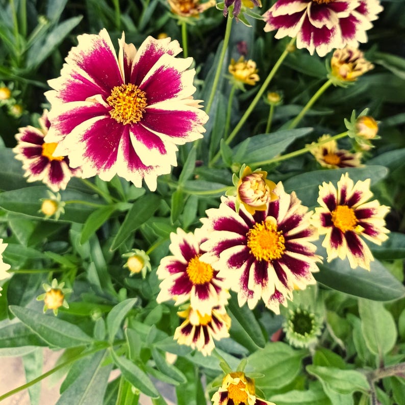 GardenFlowerSeed Coreopsis Seeds - Thumbnail 3