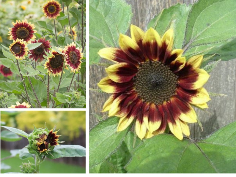 GardenFlowerSeed Florenza Sunflower Seeds - Thumbnail 2