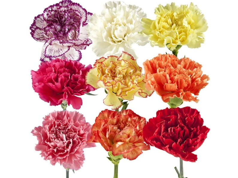 Mixed Mini Carnations - Dianthus - Authentic Seeds - Cold Resistant ...