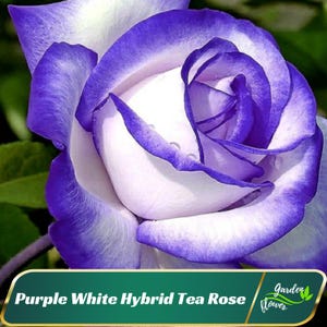 30+ Rare Seeds| Purple White Rose Seeds - Perennial - Authentic Seeds - Rose Flower - Late Winter To Early Spring Planting Time #A094