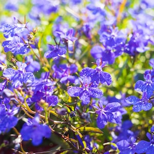 Regatta Midnight Blue Lobelia erinus Seeds – Seeds for Hanging Baskets - Friendly-Open-Plant in early Spring 画像 16