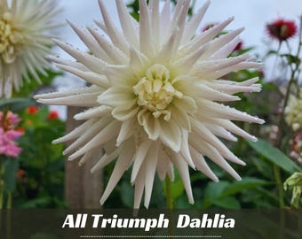 White All Triumph Dahlia Perennial Flower Seeds - Perennial - Fast Growing - Easy To Grow - Planting In Spring - Shrub Seeds