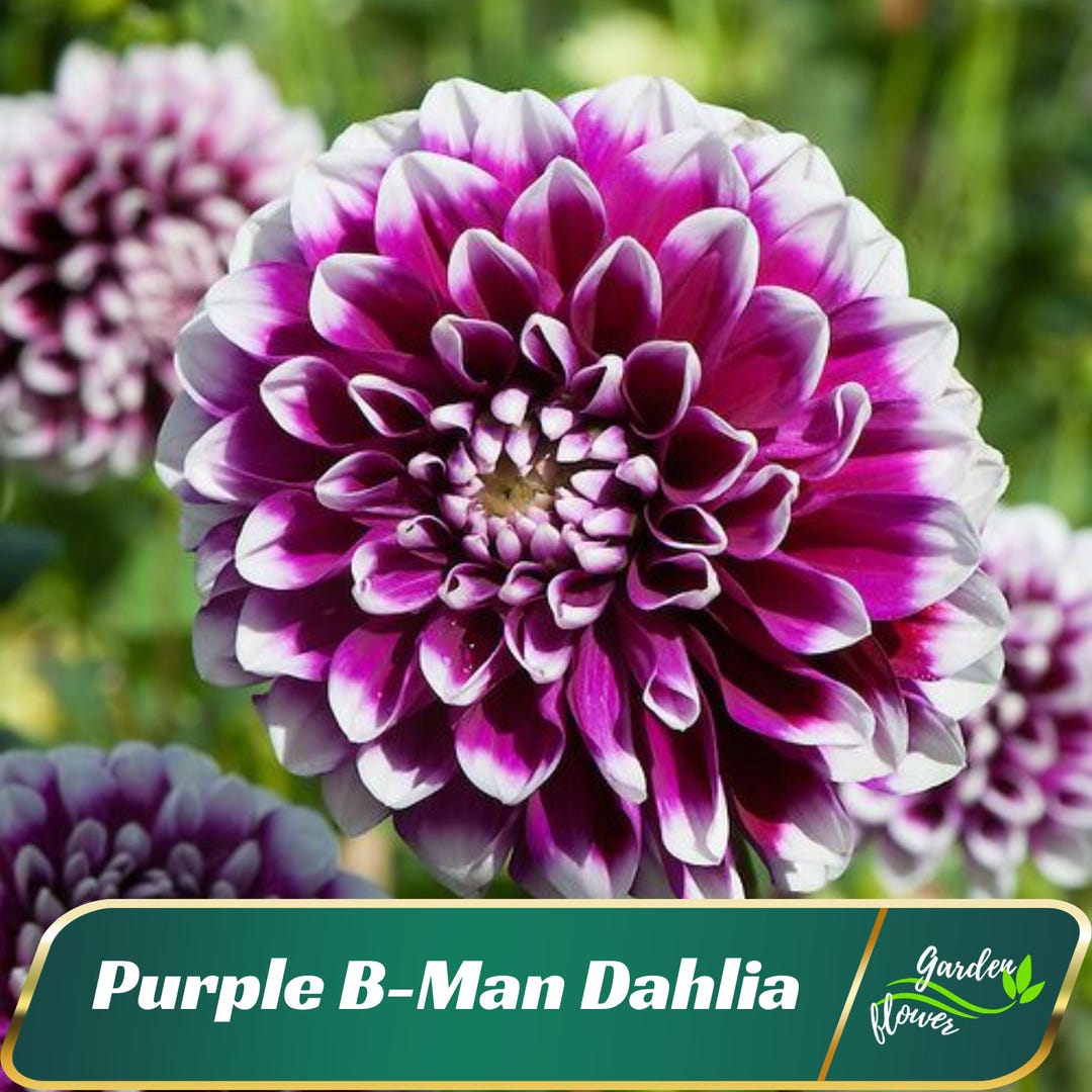 Dahlia確認ページ Purple B-man Dahlia Perennial Flower Seeds - Perennial