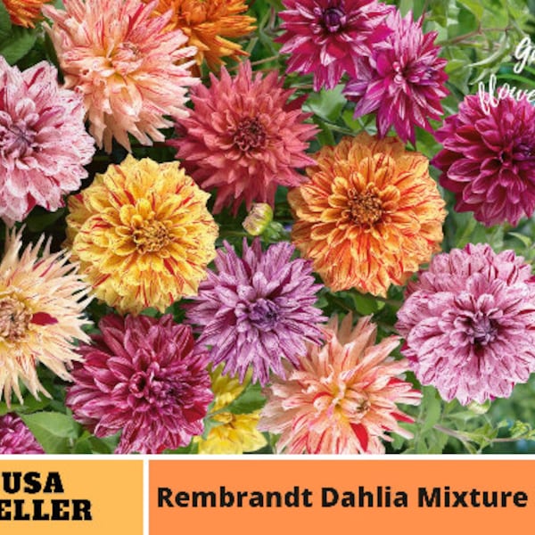 Dahlia Mixture Seeds-Perennial -Authentic Seeds-Flowers -Organic. Non GMO -Vegetable Seeds-Mix Seeds for Plant-B3G1#D044.