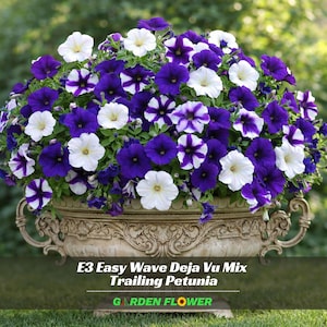 May include: A decorative stone-colored planter filled with E3 Easy Wave Deja Vu Mix trailing petunia flowers. The plant features a dense cluster of trumpet-shaped blossoms in shades of deep purple, white, and purple-and-white striped patterns.