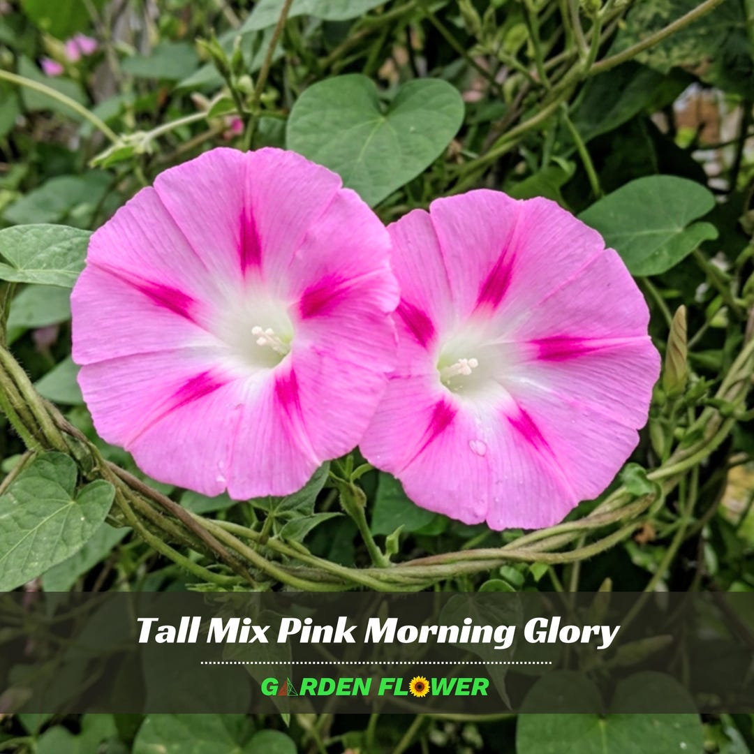 Tall Mix Pink Morning Glory - Vine Seeds - Authentic Seeds - Fast