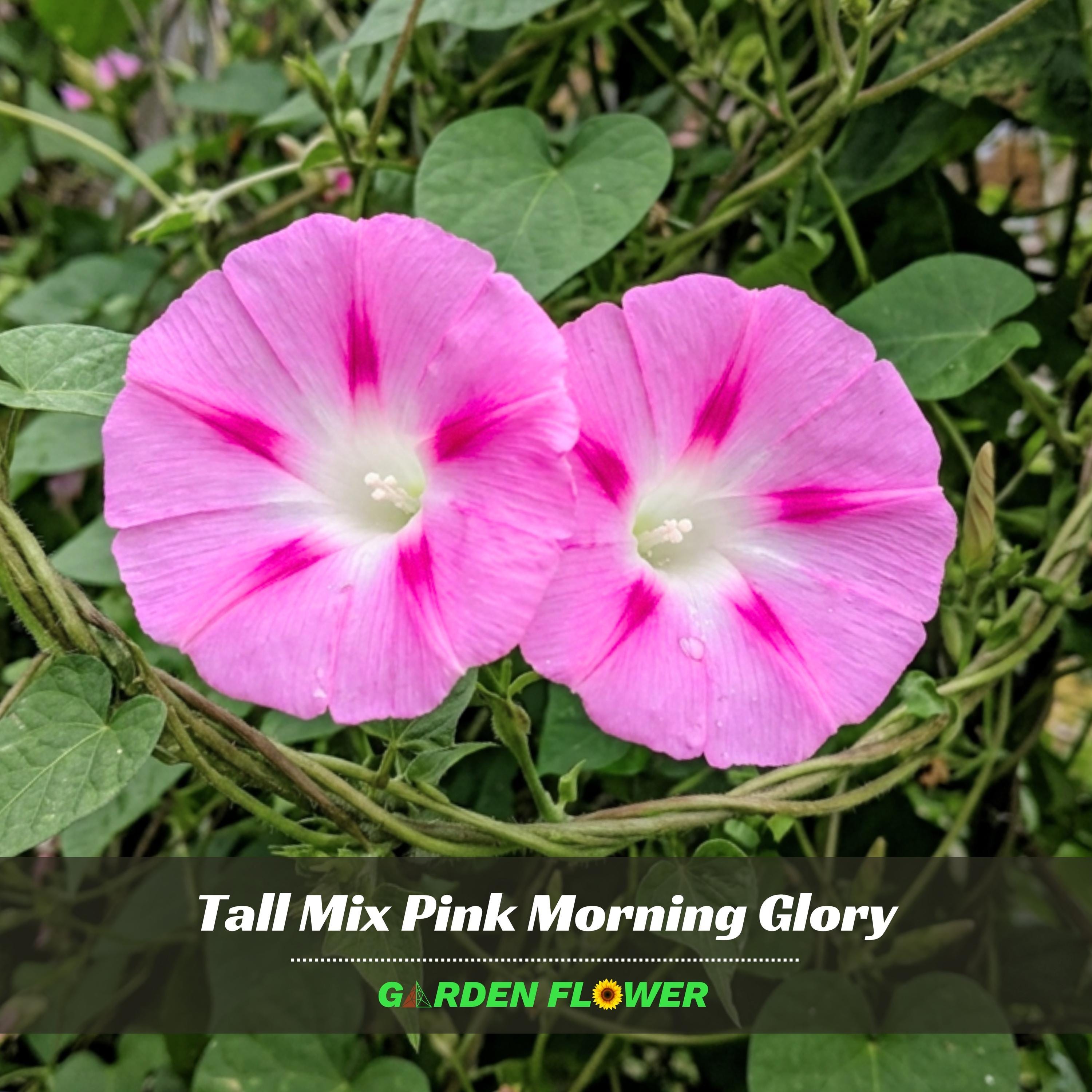 Tall Mix Pink Morning Glory - Vine Seeds - Authentic Seeds - Fast