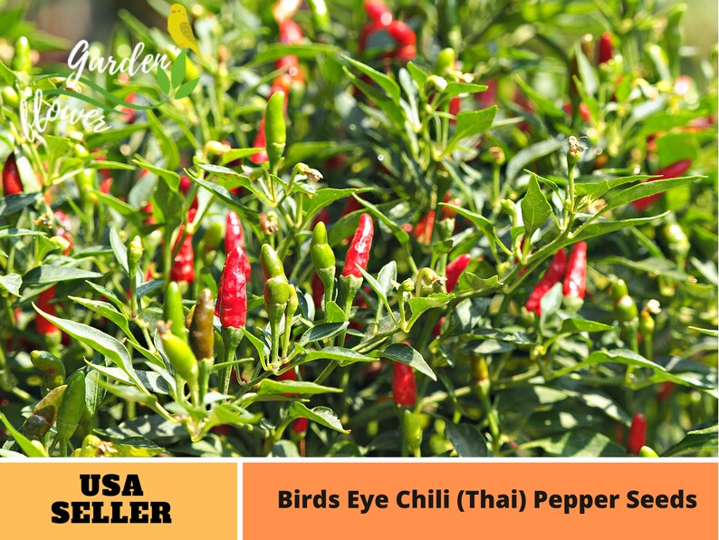 35 Seeds Bird's Eye Chili Peppers thai Seeds Annual Vegetable Seeds