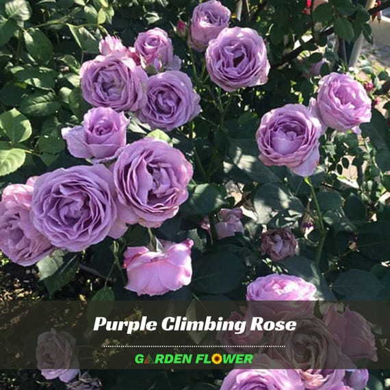 30 Purple Climbing Rose Seeds- Perennial - Authentic Seeds - Rose Flower -  Late Winter to Early Spring Planting Time #A075 - Etsy