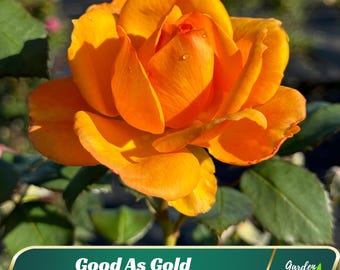 Good As Gold Hybrid Tea Rose Seeds – Perennial Garden Flower (30 Seeds)
