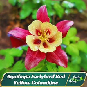 Aquilegia Earlybird Red Yellow Columbine Seeds - Cold Resistant - Deciduous - Potted -Plant in Late Summer to Early Fall #116