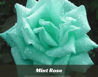 30 Mint rose Seeds - Perennial - Authentic Seeds - Rose Flower - Late Winter To Early Spring Planting Time #A071
