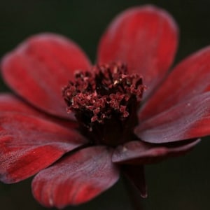 May include: A deep dark red flower with eight velvety petals radiating from a textured, brownish-red central disk. The petals exhibit subtle color variations ranging from maroon to dark crimson, creating a rich and saturated appearance.