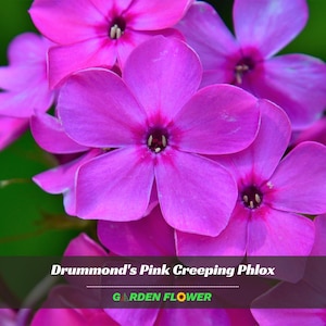May include: Close-up of Drummond's Pink Creeping Phlox flowers. The vibrant pink petals have a darker center, with a cluster of stamens. The image includes the text "Drummond's Pink Creeping Phlox" and "Garden Flower".
