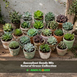 Natural Green Succulent Seeds Mix - Assorted Varieties - Easy Grow Indoor Plants - Container & Rock Garden Collection