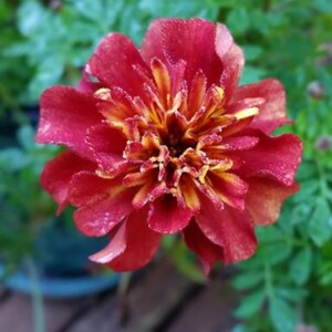 May include: Close-up of a vibrant red and yellow marigold flower. The petals are a deep red with yellow and orange hues in the center. The flower is in full bloom, showcasing its intricate details against a blurred green background.