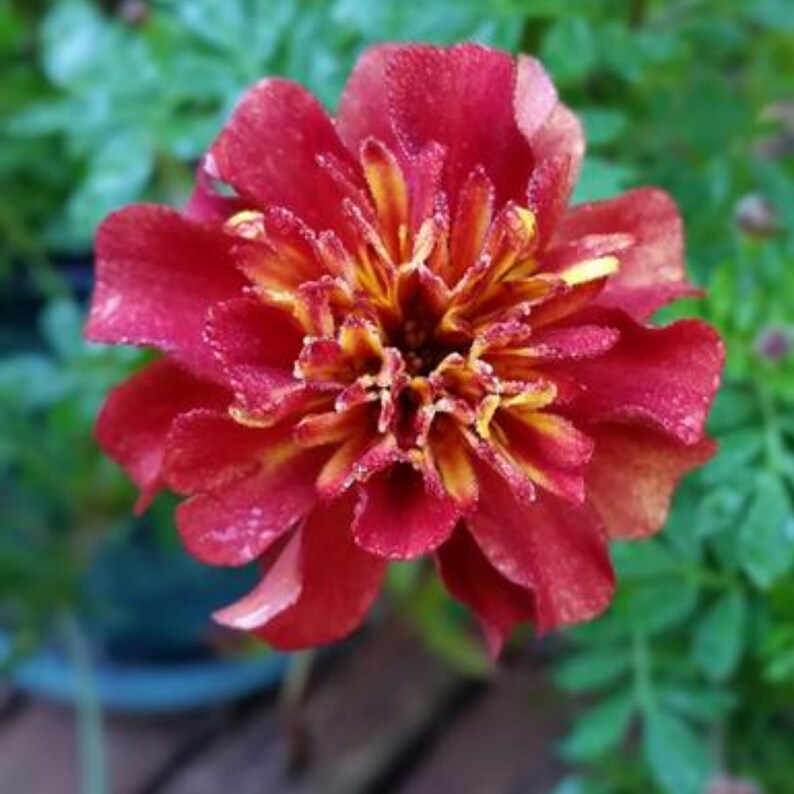 May include: Close-up of a vibrant red and yellow marigold flower. The petals are a deep red with yellow and orange hues in the center. The flower is in full bloom, showcasing its intricate details against a blurred green background.
