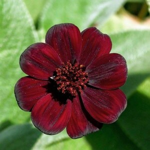 May include: A deep dark red chocolate cosmos flower with eight rounded petals arranged in a circular pattern around a textured central disc. The petals exhibit subtle vertical veining and a velvety appearance with a rich maroon color saturation.