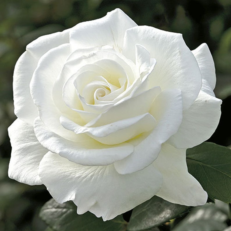 GardenFlowerSeed Sugar Moon Rose Seeds